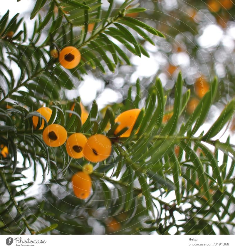 Nahaufnahme von Zweigen einer Eibe mit gelben Fruchtkörpern im Gegenlicht mit Bokeh Umwelt Natur Pflanze Herbst Schönes Wetter Baum Park hängen Wachstum