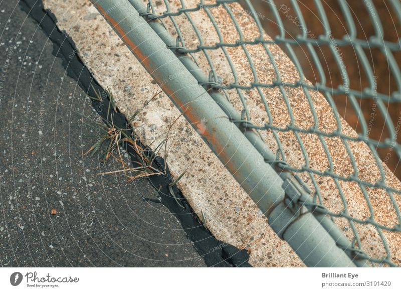 Man findet immer einen Weg (nach oben) Natur Pflanze Gras Straßenrand Brückengeländer Asphalt Wachstum Erfolg frei rebellisch selbstbewußt Optimismus Kraft