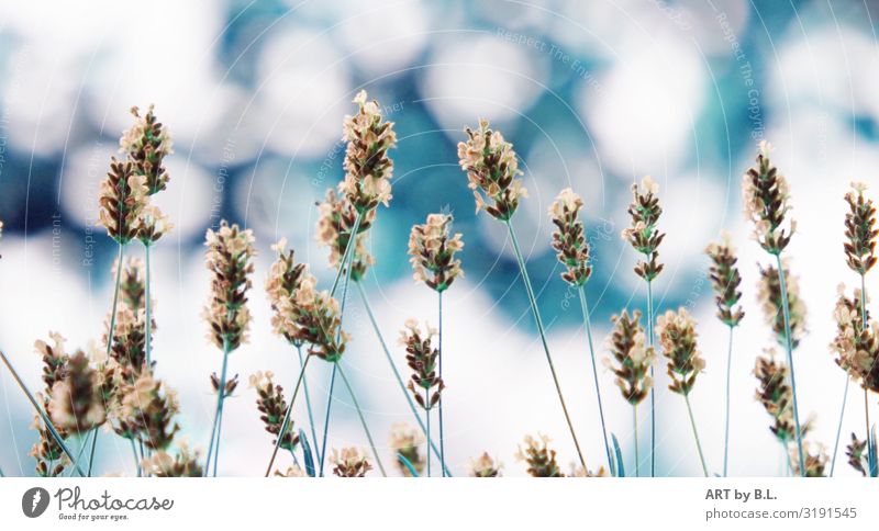 Lavendel verträumt Natur Pflanze Frühling Sommer Blume Nutzpflanze Garten Park Blühend Duft blau grün türkis weiß Farbfoto Außenaufnahme Nahaufnahme Experiment