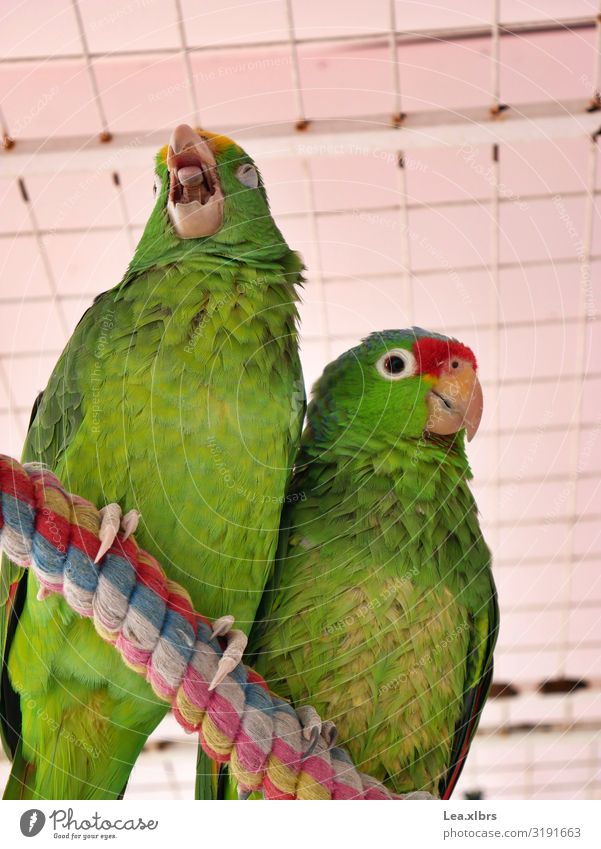 Müder Papagei Tourismus Sommer Natur Wärme Urwald Fischerdorf Haustier Vogel Tiergesicht Flügel Krallen 2 Tierpaar beobachten Erholung sitzen träumen elegant