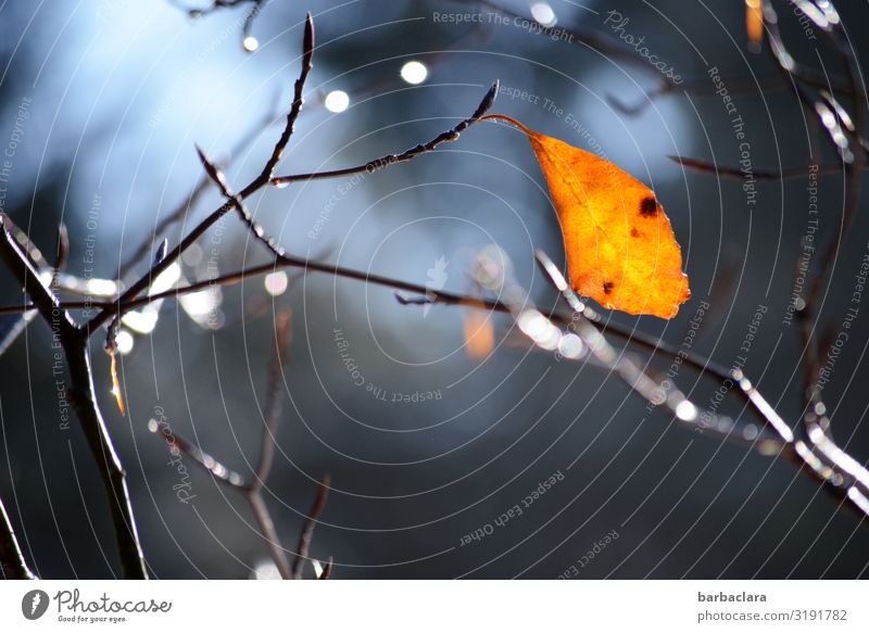 Letztes kleines Blatt leuchtet noch ein wenig Natur Pflanze Luft Wassertropfen Himmel Herbst Schönes Wetter Sträucher hängen leuchten ästhetisch hell gelb gold