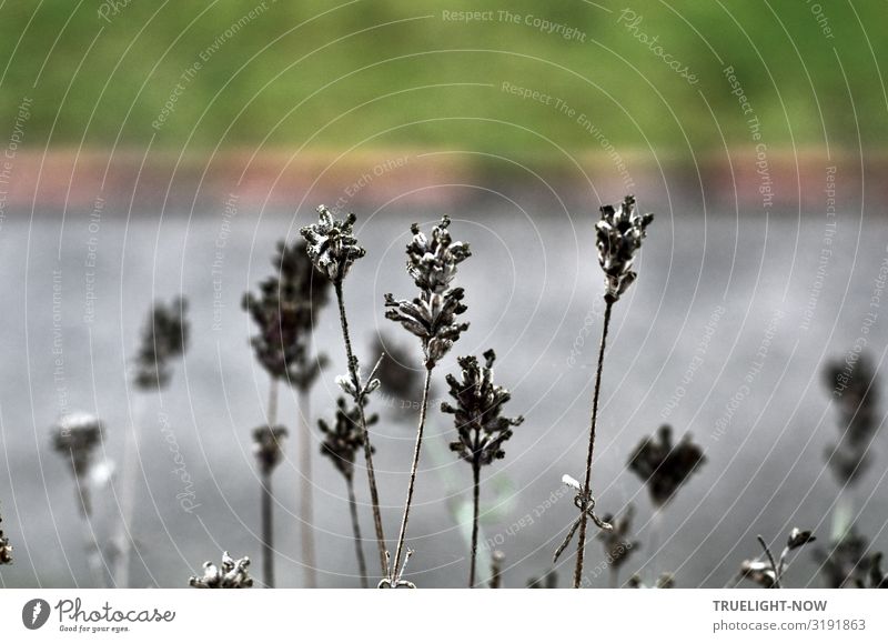 Eiszeit | hier ohne Eis Häusliches Leben Wohnung Garten Umwelt Natur Pflanze Herbst Winter Blume Blüte Topfpflanze Lavendel Wiese ästhetisch dunkel natürlich