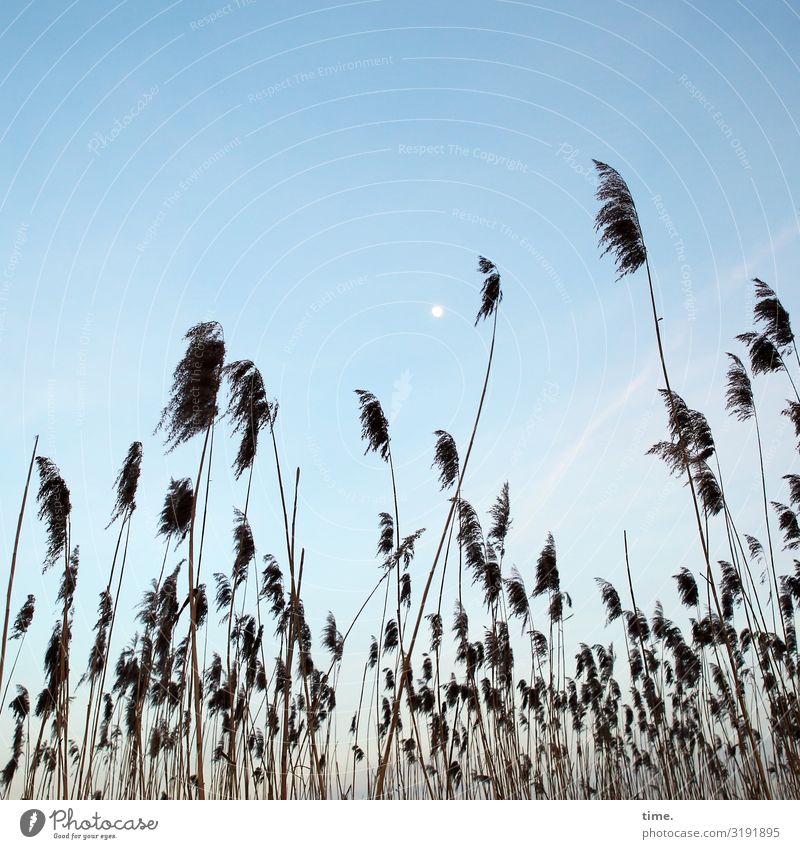 Mondphase himmel gras gräser urlaub entdeckung perspektive mond wolken sumpf zusammen gemeinsam gemeinschaft stehen wachsen natur landschaft schönes wetter