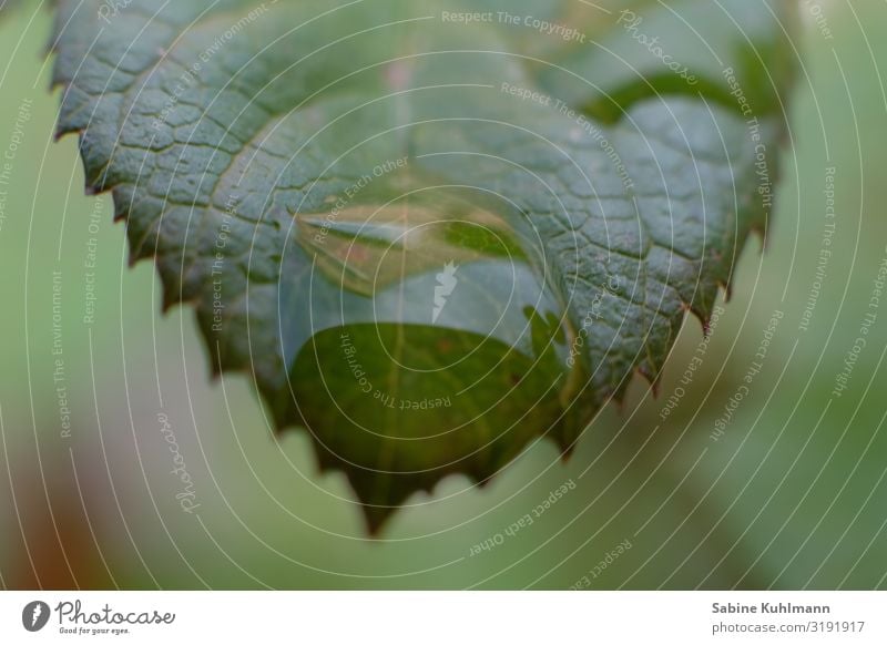 Blatt Blattadern Blattgrün Blattfaser Tropfen Regen Pflanze Natur Farbfoto Nahaufnahme Makroaufnahme Außenaufnahme Detailaufnahme Wassertropfen Grünpflanze Tau