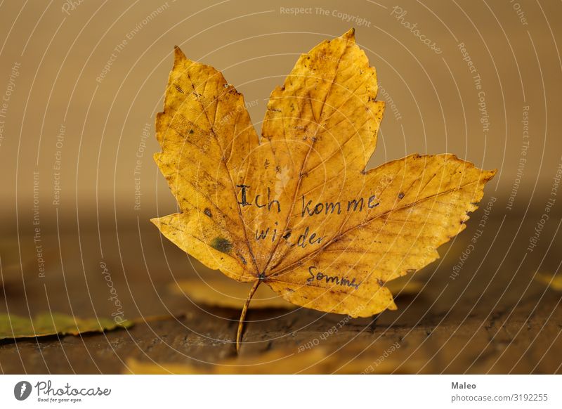 Ich komme wieder. Sommer. Hintergrundbild Holz Ahorn Herbst gelb Natur Konzepte & Themen Design schön abstrakt Blatt Holzbrett natürlich Baum Jahreszeiten