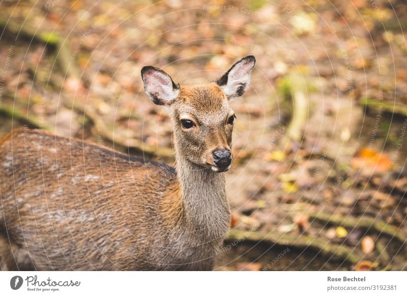 Ein Reh Tier Wildtier 1 natürlich niedlich braun Herbst Jagd Wildfleisch Farbfoto Außenaufnahme Menschenleer Textfreiraum links Textfreiraum rechts Tag