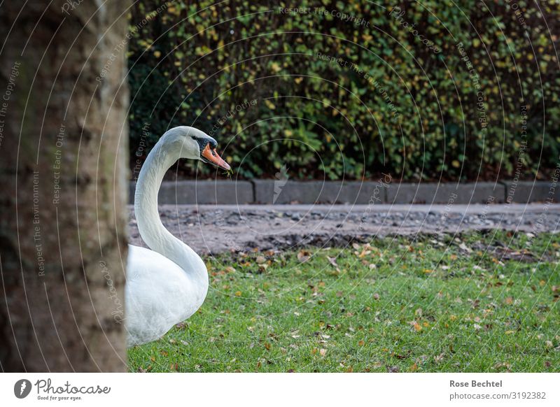 Ein Schwan Tier Wildtier 1 natürlich Neugier braun grün weiß kommen herauskommen sichtbar Farbfoto Außenaufnahme Menschenleer Textfreiraum rechts Tag