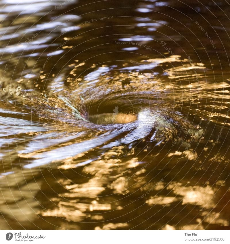 Flüssiges Gold Wasser drehen glänzend gold silber Brunnen Verwirbelung Nachtaufnahme Wasserwirbel Abfluss Loch Wellen verschwunden Farbfoto Außenaufnahme