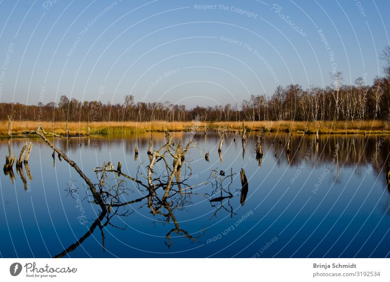 Spaziergang im Herbst im Moor wandern Umwelt Natur Landschaft Pflanze Wasser Himmel Klimawandel Wetter Schönes Wetter Dürre Baum Wildpflanze Sumpf beobachten