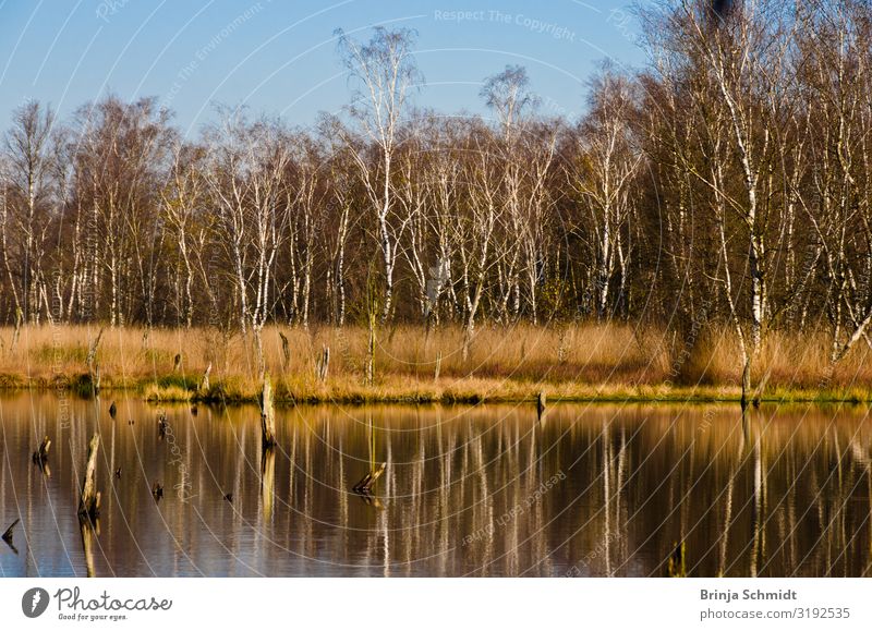 Spaziergang im Herbst im Moor Natur Landschaft Pflanze Wasser Himmel Klimawandel Schönes Wetter Baum Wildpflanze Sumpf Teich alt beobachten gehen wandern