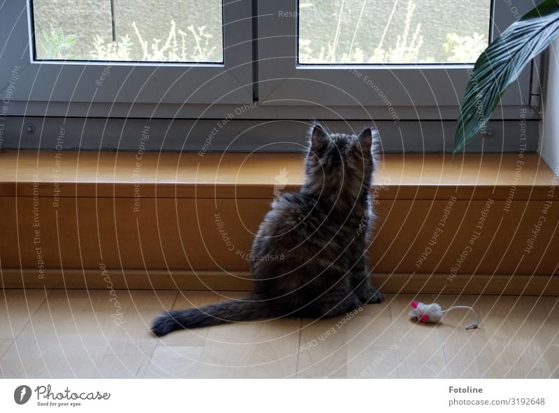 Wer da? Haus Balkon Terrasse Fenster Tür Tier Haustier Katze Fell 1 Tierjunges frech hell natürlich Neugier niedlich Wärme feminin weich braun grau Treppe