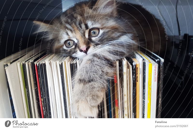 Rückzugsort Tier Haustier Katze Tiergesicht Fell Pfote 1 Tierjunges frech hell klein nah natürlich feminin weich braun gelb grau weiß Schallplatte Musik