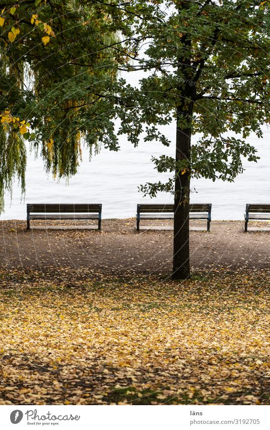 an der Alster Hamburg Baum Bank Park Menschenleer