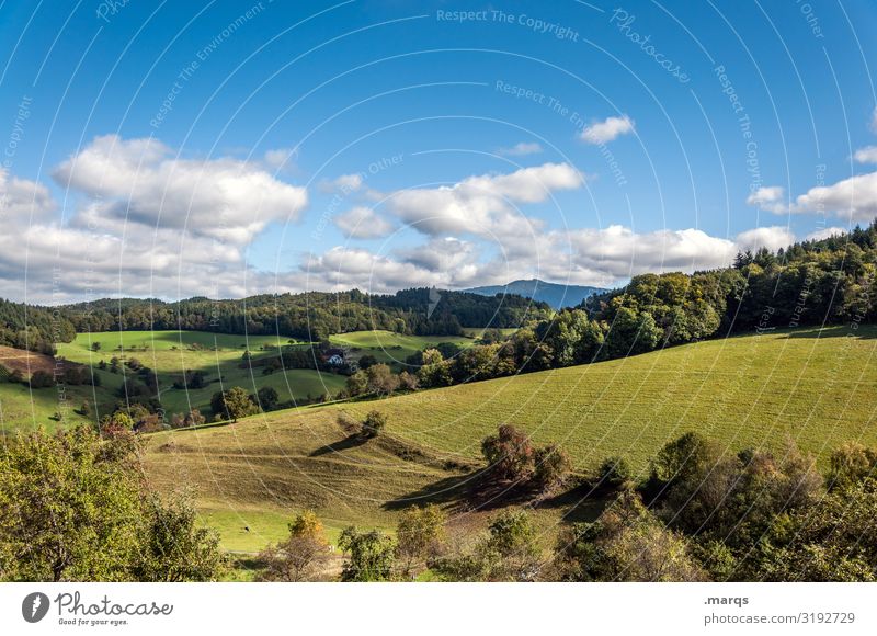 Schwarzwald ländlich Freiheit Stimmung schön natürlich einfach Erholung Hügel Wald Wiese Baum Schönes Wetter Sommer Wolken Himmel Landschaft Natur Ausflug