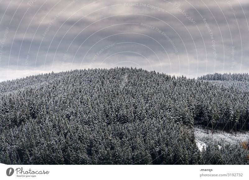 Schwarzwaldweiß Landschaft Himmel Gewitterwolken Winter Schnee Baum Nadelwald viele Nadelbaum Fichtenwald Wald Hügel Stadt Furtwangen kalt Stimmung Monokultur