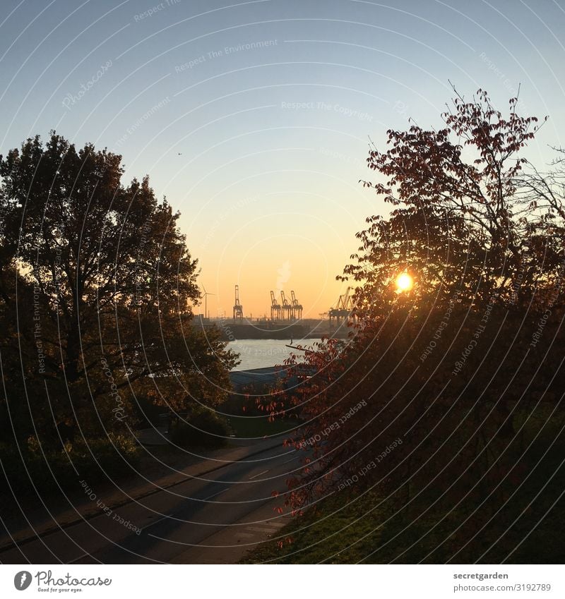 Die drei Kräne in der Ferne. Reederei Natur Landschaft Wolkenloser Himmel Sommer Schönes Wetter Baum Park Flussufer Elbe Hamburger Hafen Hafenstadt