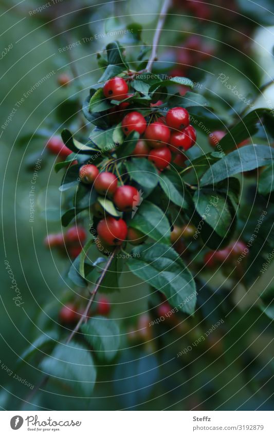 ein Zweig mit roten Zieräpfeln rote Zieräpfel Äpfel Apfelzweig Zierpflanze rote Äpfel Obst Früchte rote Früchte Gartenobst reife Äpfel Gartenpflanzen dekorativ