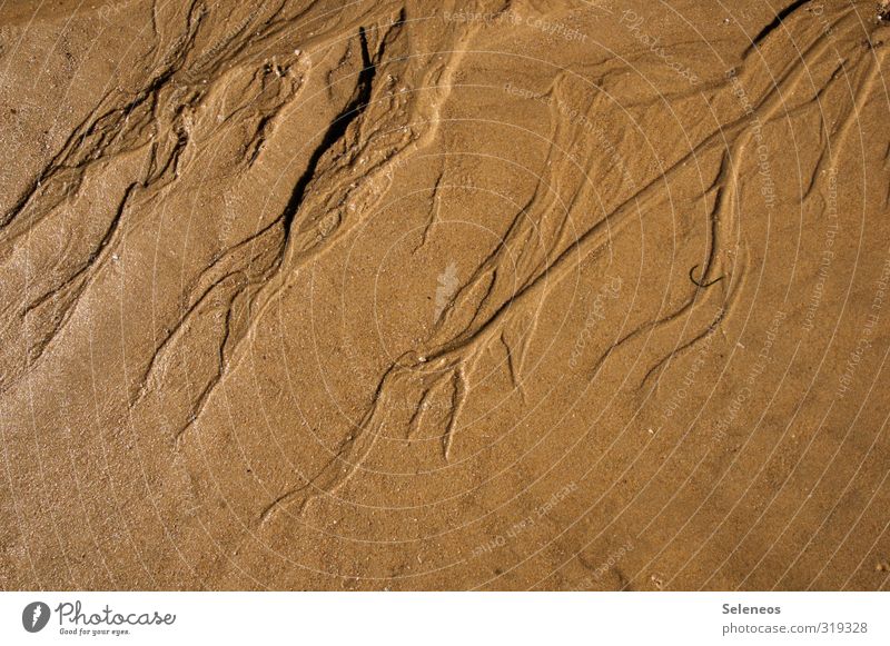 Ebbe Ferien & Urlaub & Reisen Tourismus Ausflug Sommer Sommerurlaub Sonne Strand Meer Umwelt Natur Küste Sand Linie nah maritim nass natürlich Farbfoto