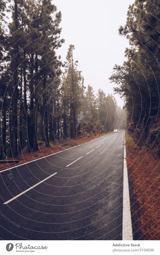 Auto auf der Straße bei bedecktem Himmel PKW Nebel Wolkendecke Tag ausleeren nass umgeben Spanien Teneriffa abgelegen Baum Laufwerk Ferien & Urlaub & Reisen