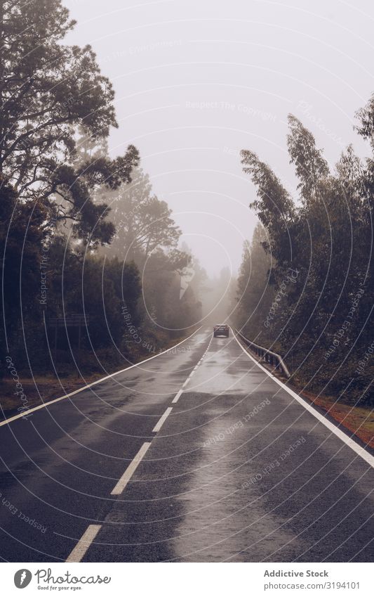 Auto auf der Straße bei bedecktem Himmel PKW Nebel Wolkendecke Tag ausleeren nass umgeben Spanien Teneriffa abgelegen Baum Laufwerk Ferien & Urlaub & Reisen