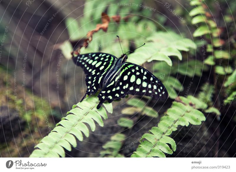 Chamäleon 2.0 Umwelt Natur Pflanze Tier Wildtier Schmetterling Flügel Zoo 1 exotisch natürlich grün Muster Farbfoto Außenaufnahme Makroaufnahme Menschenleer Tag