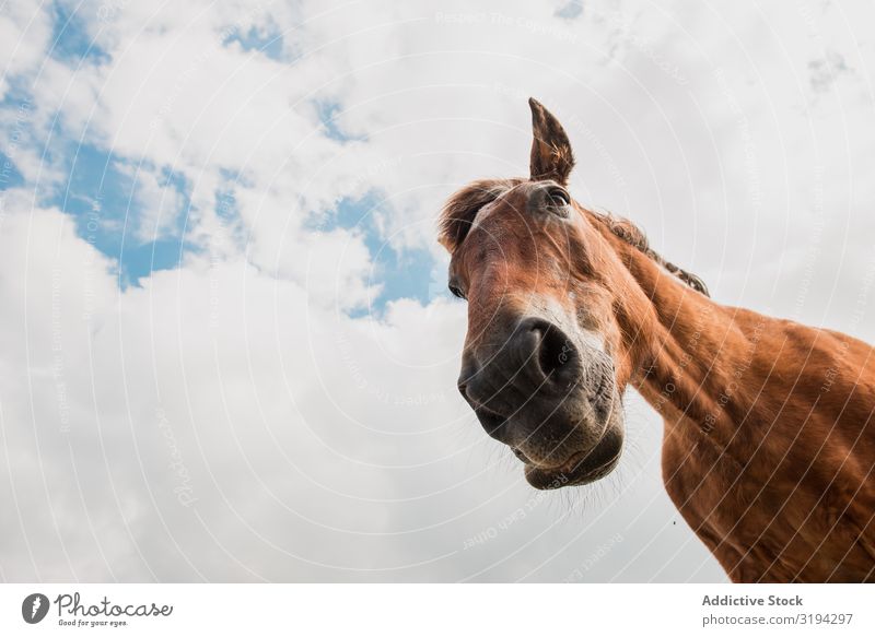 von unten Ansicht des braunen Pferdekopfes vor bewölktem Hintergrund schön Ranch Sonnenlicht Natur Kastanie Weide Fauna Kamm Begleiter Idylle blond Säugetier