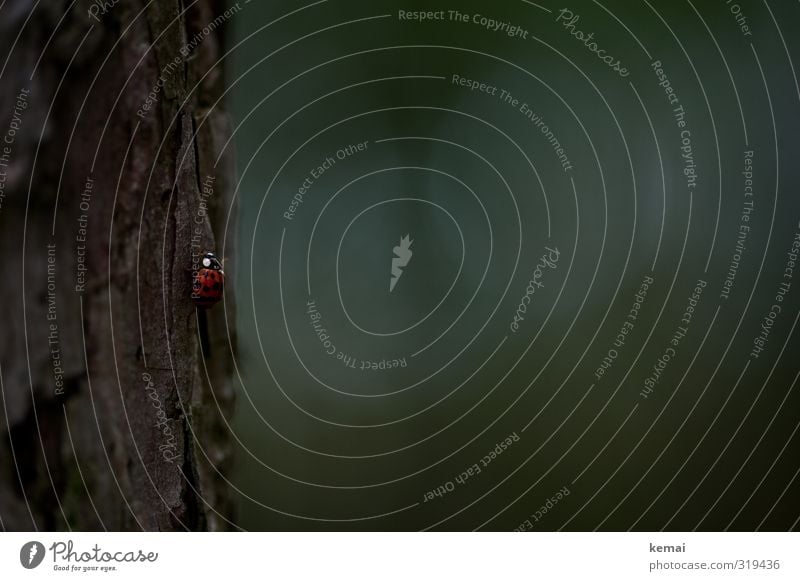 Helgiland | Lady Marie Umwelt Natur Pflanze Tier Baum Baumrinde Baumstamm Wald Wildtier Marienkäfer 1 krabbeln sitzen dunkel klein niedlich gepunktet Punkt