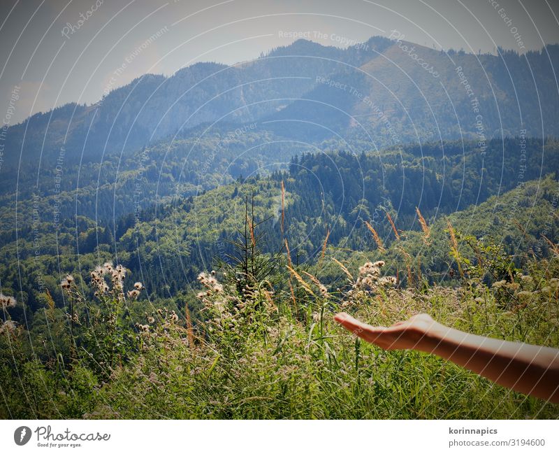 Vom Glück der Berge Ferien & Urlaub & Reisen Ausflug Berge u. Gebirge wandern Arme Hand Landschaft Pflanze Sonne Feld Wald Alpen Kraft Vertrauen Beginn