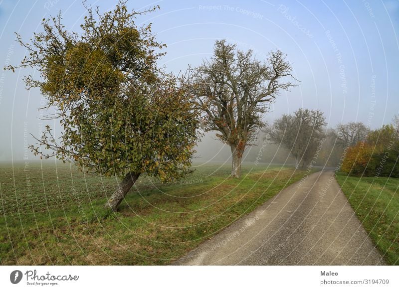 Morgennebel Herbst Straße Wald Landschaft Nebel Natur Licht Sonne Jahreszeiten Baum Wetter Stimmung Herbstlandschaft Fußweg wild Park kalt nass Wege & Pfade