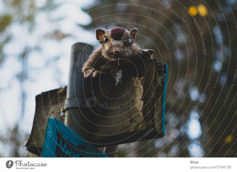 Creep Wildtier 1 Tier gruselig außergewöhnlich Stofftiere unheimlich Schilder & Markierungen vergessen Starrer Blick Schielen Wald verstört verstörend Farbfoto