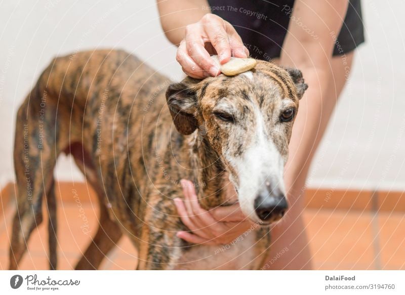 Waschen des Hundes echte Action Glück schön Garten Bad Mann Erwachsene Familie & Verwandtschaft Natur Pflanze Tier Haustier genießen Fröhlichkeit lustig nass