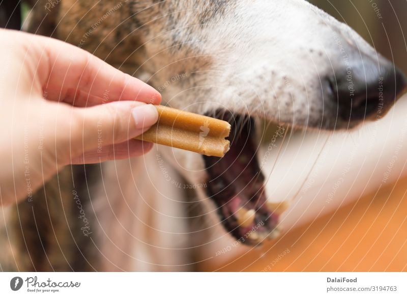 Knochen für Hund echte Aktion Essen schön Gesicht Baby Erwachsene Hand Natur Tier Gras Wiese Haustier Spielzeug niedlich braun schwarz Beautyfotografie züchten