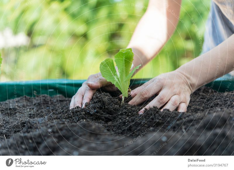 Plattierung von Bio-Salat im Haushalt Gemüse Ernährung Vegetarische Ernährung Sommer Natur Landschaft Pflanze Blatt Wachstum frisch natürlich blau grün