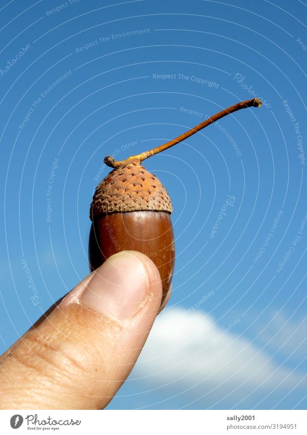 Herbstfrucht... Finger Daumen Himmel Schönes Wetter Eicheln festhalten ästhetisch nachhaltig Natur Frucht Fortpflanzung Samen zeigen Ernte Farbfoto