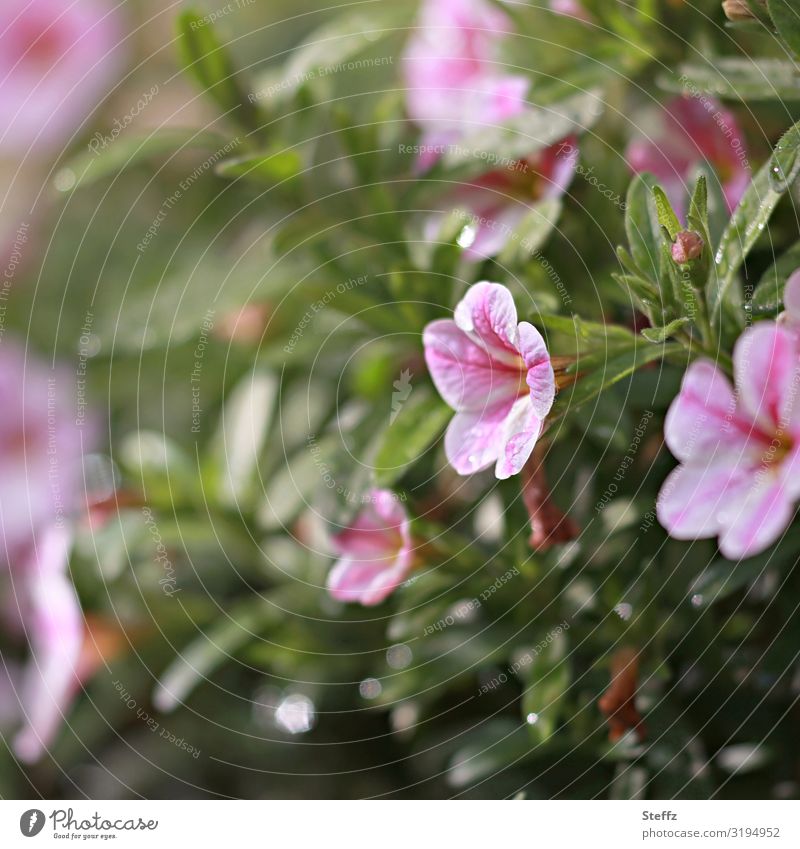 blühende Petunien Petunia Garten-Petunien Gartenpetunien Gartenblumen Blumen Gartenpflanzen dekorativ Zierpflanzen Kelchblätter Balkonblumen Oktober September