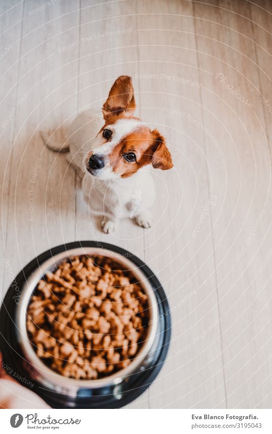 süßer kleiner Jack-Russell-Hund zu Hause, der darauf wartet, sein Futter in einer Schüssel zu fressen. Haustiere im Haus Lebensmittel Jack-Russell-Terrier