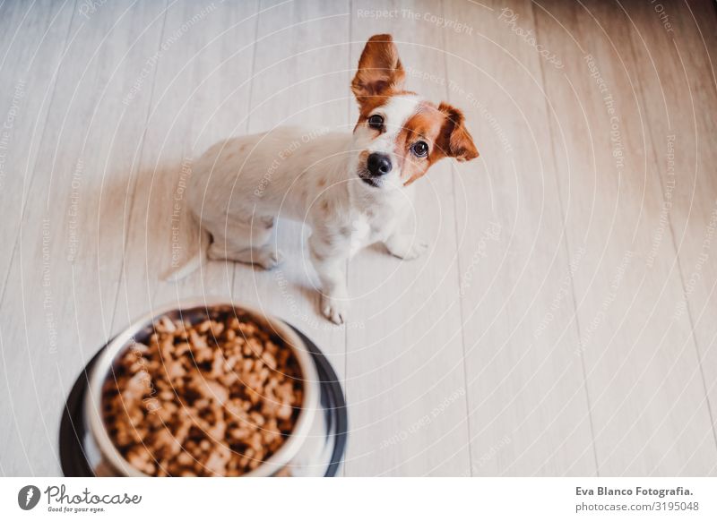 süßer kleiner Jack-Russell-Hund zu Hause, der darauf wartet, sein Futter in einer Schüssel zu fressen. Haustiere im Haus Lebensmittel Jack-Russell-Terrier