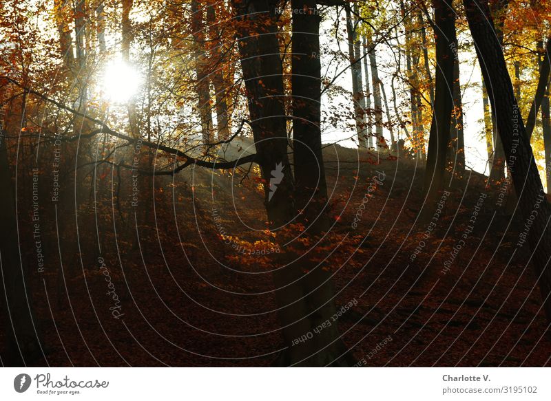 Brandenburger Herbst III Umwelt Natur Landschaft Pflanze Urelemente Luft Sonne Sonnenlicht Schönes Wetter Wald glänzend leuchten schön grau orange ruhig