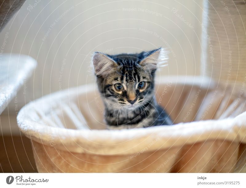 Kätzchen Häusliches Leben Tier Haustier Katze Tiergesicht 1 Tierjunges hocken Blick kuschlig Neugier niedlich Wärme weich strubbelig Farbfoto Innenaufnahme