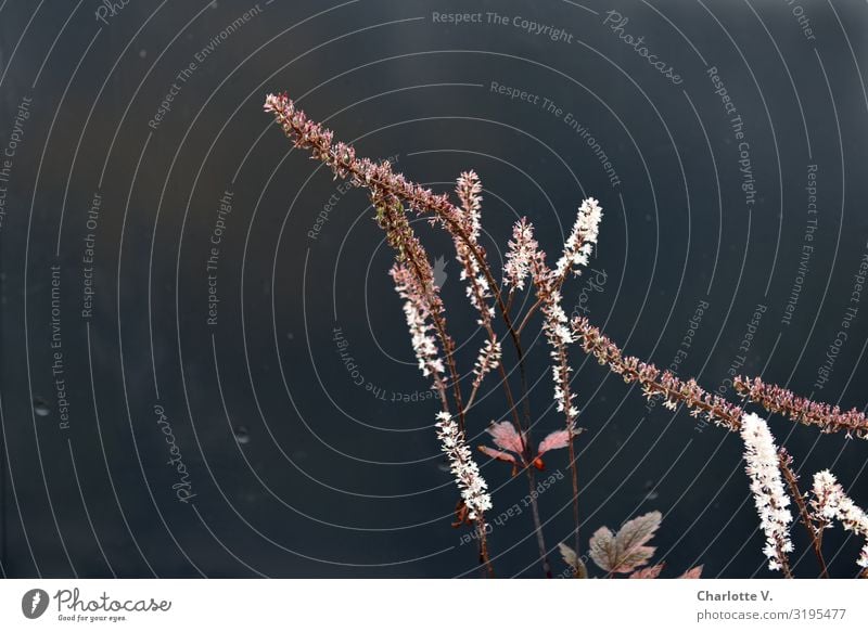 Planten und Blomen III | UT HH19 Umwelt Natur Pflanze Blume Blüte Stein Linie Blühend leuchten stehen Tanzen verblüht Wachstum ästhetisch dünn einfach elegant