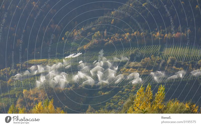 Bewässerung der Apfelplantagen in Südtiro/Vinschgau Ferien & Urlaub & Reisen Berge u. Gebirge Umwelt Natur Landschaft Wasser Wassertropfen Pflanze Gras