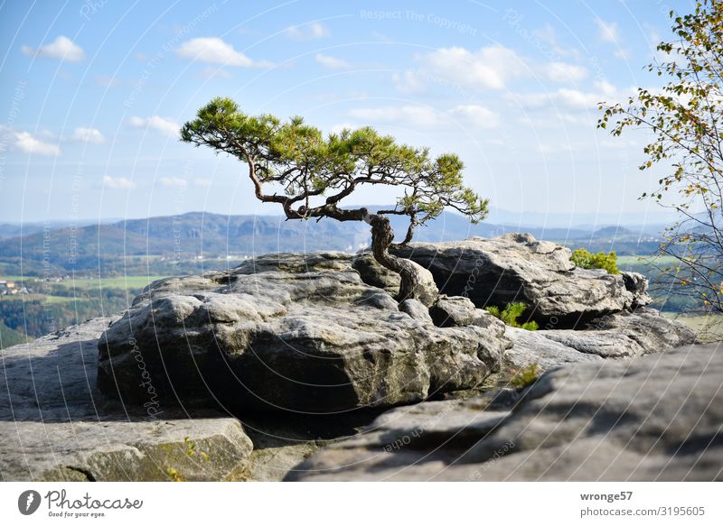 Vom Wind geformte Kiefer auf dem Lilienstein Herbst Sturmkiefer Sächsische Schweiz Felsen Felsvorsprung Berge u. Gebirge Elbsandsteingebirge Landschaft Natur