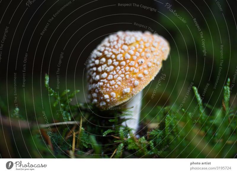 Fliegenpilz Amanita Muscaria Umwelt Natur Pflanze Erde Sonne Sonnenlicht Herbst Schönes Wetter Moos Wildpflanze exotisch Park Wiese Wald Oberes Donautal