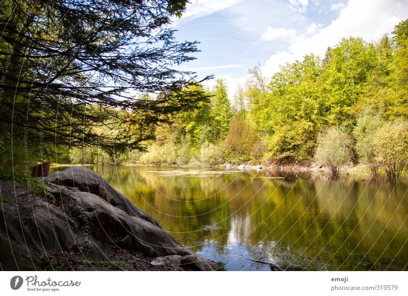 Tümpel Umwelt Natur Landschaft Frühling Schönes Wetter Baum Teich natürlich grün Naturschutzgebiet Farbfoto Außenaufnahme Menschenleer Tag Weitwinkel