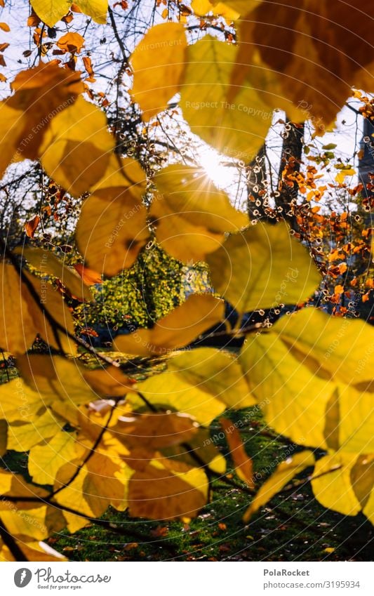 #S# Herbstgelb II Umwelt Natur Landschaft Pflanze Glück Blatt Blätterdach Baum Jahreszeiten Herbstlaub herbstlich Herbstlandschaft Sonne Spaziergang genießen