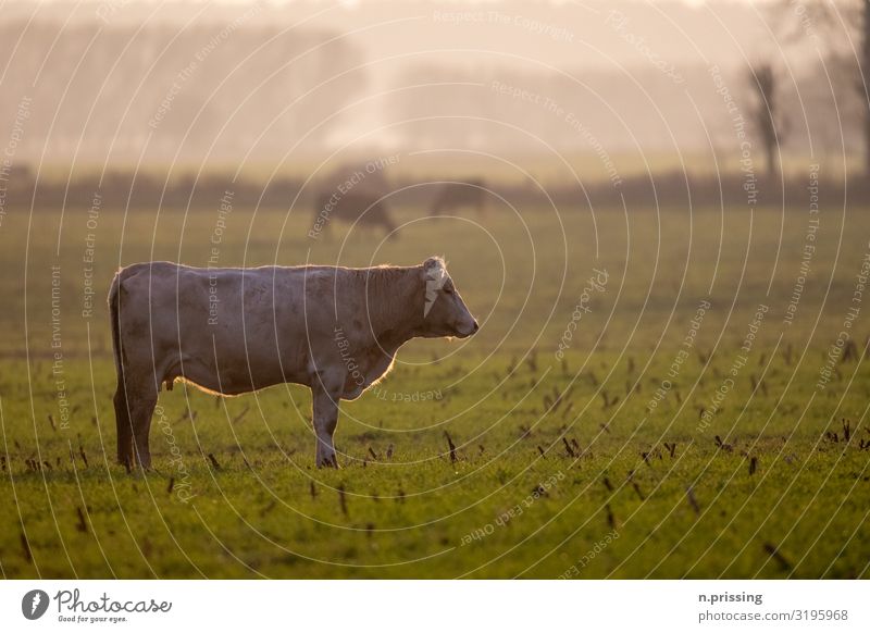 Das Kuhdasein Natur Landschaft Frühling Herbst Gras Wiese Tier Nutztier Bulle 1 stehen Farbfoto Außenaufnahme Textfreiraum rechts Textfreiraum oben