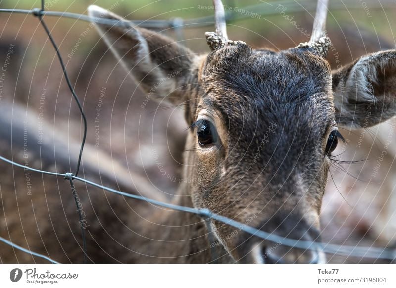 Hallo Rehbock. Natur Tier Wildtier Zoo Streichelzoo 1 ästhetisch Dammwild Farbfoto Außenaufnahme Dämmerung