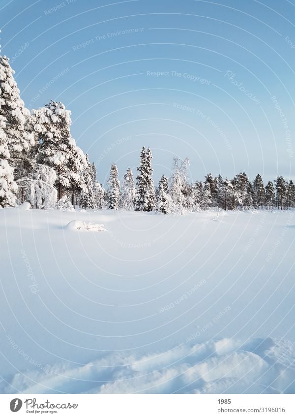 Winter Wonderland Schnee Winterurlaub wandern Natur Landschaft Himmel Wolkenloser Himmel Eis Frost Baum frieren glänzend Blick frei Unendlichkeit kalt natürlich