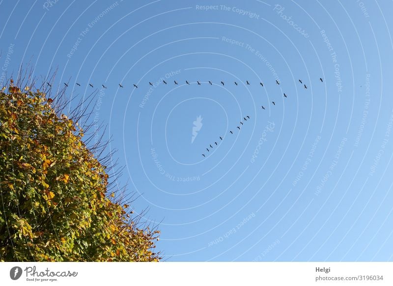 ein Schwarm Kraniche zieht über einem Baum am blauen Himmel entlang Umwelt Natur Pflanze Tier Wolkenloser Himmel Herbst Schönes Wetter Blatt Herbstfärbung