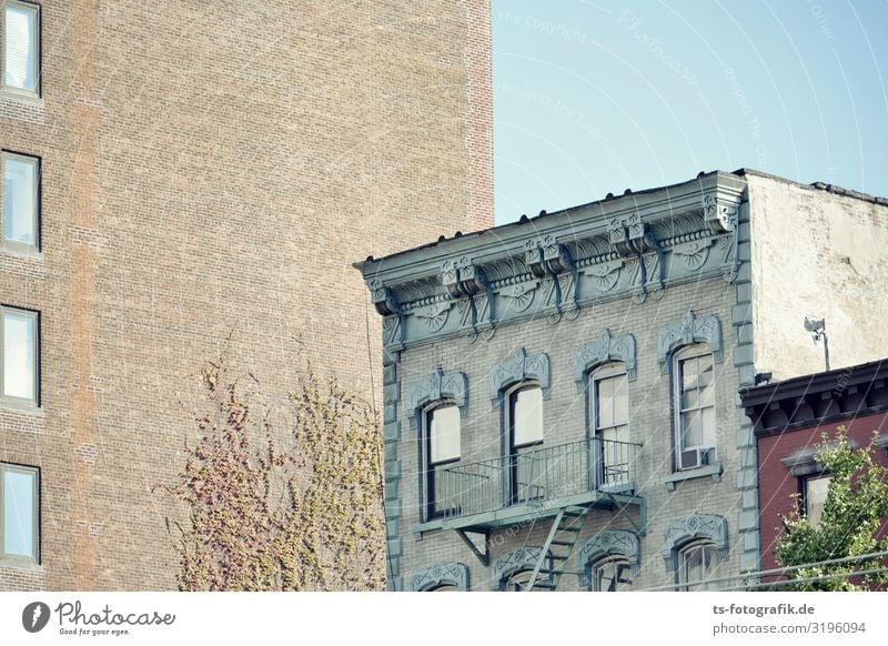 Erzähl mir bitte noch was von früher Himmel Wolkenloser Himmel Pflanze Baum Efeu Kletterpflanzen New York City Stadt Stadtzentrum Altstadt Menschenleer Haus